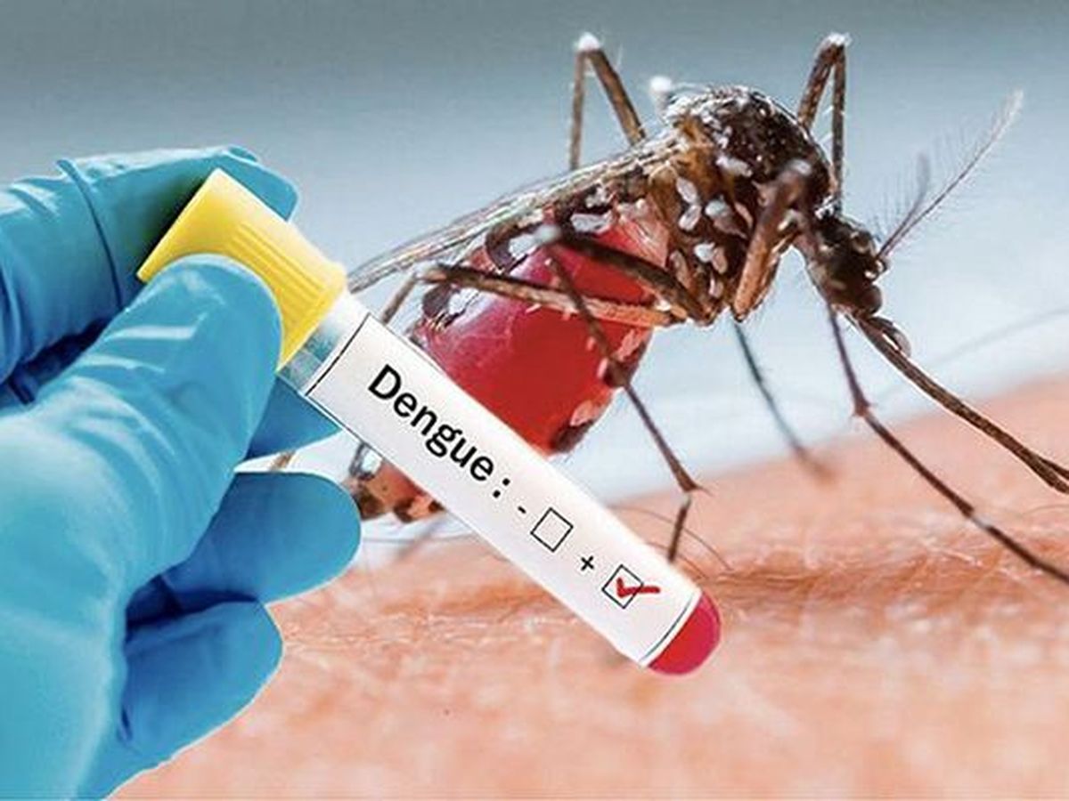 Les dingues et la dengue